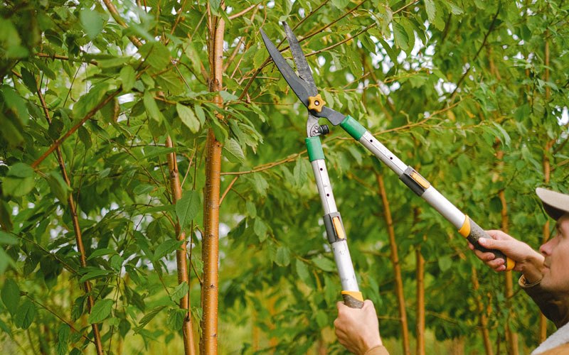 Tree trimming in Tolna, ND