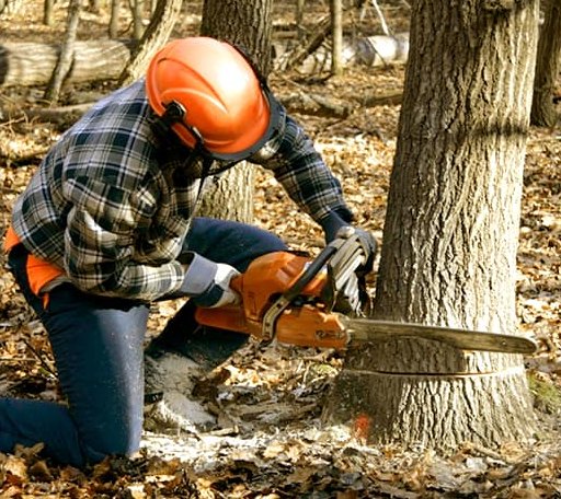 Tree Removal in Tolna, ND